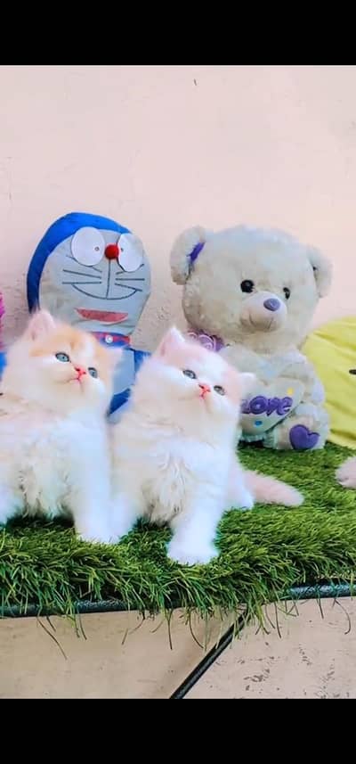 Quality Persian Punch face cat & kitten is03194866952Whatsapp