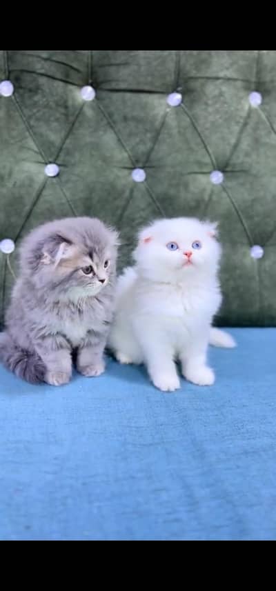 Quality Persian Punch face cat & kitten is03194866952Whatsapp