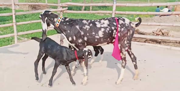 2 Bacchon ka sath Desi Bakri For Sale _03228068418