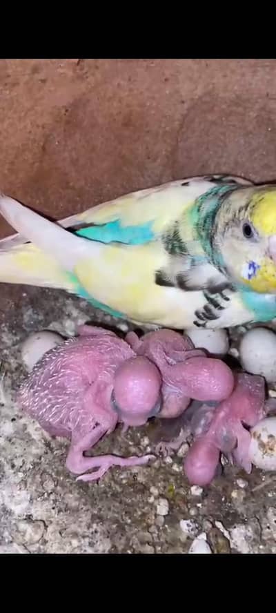 budgies with chicks ND cage