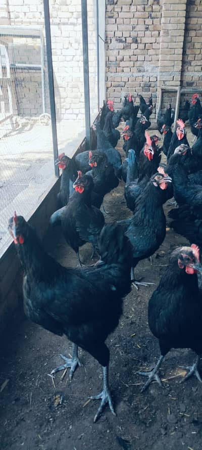 Australorp egg laying hen /Australorp hen_silki chicks /murgi_Bentam