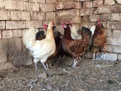 Golden mesri murgi hens Egg laying