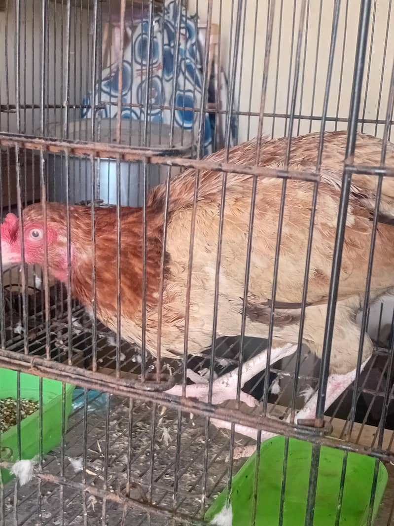 beatiful hen 1