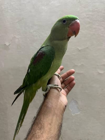 kashmiri / Alex / Pahari Hand Tame Male
