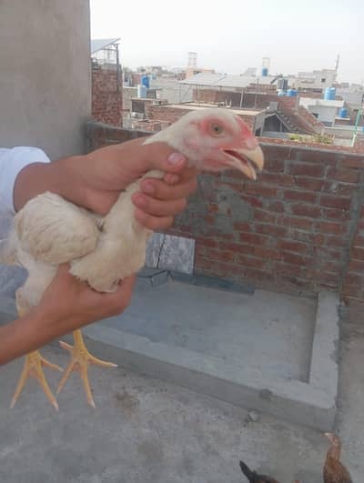 shamooo