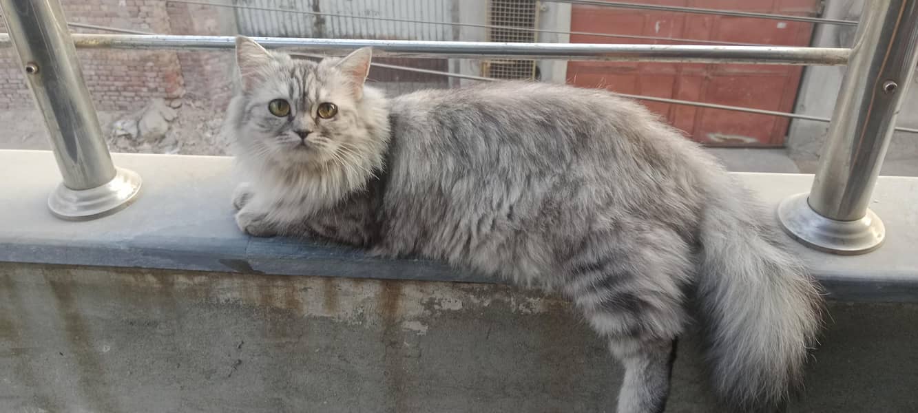 Missing cat 5000 0