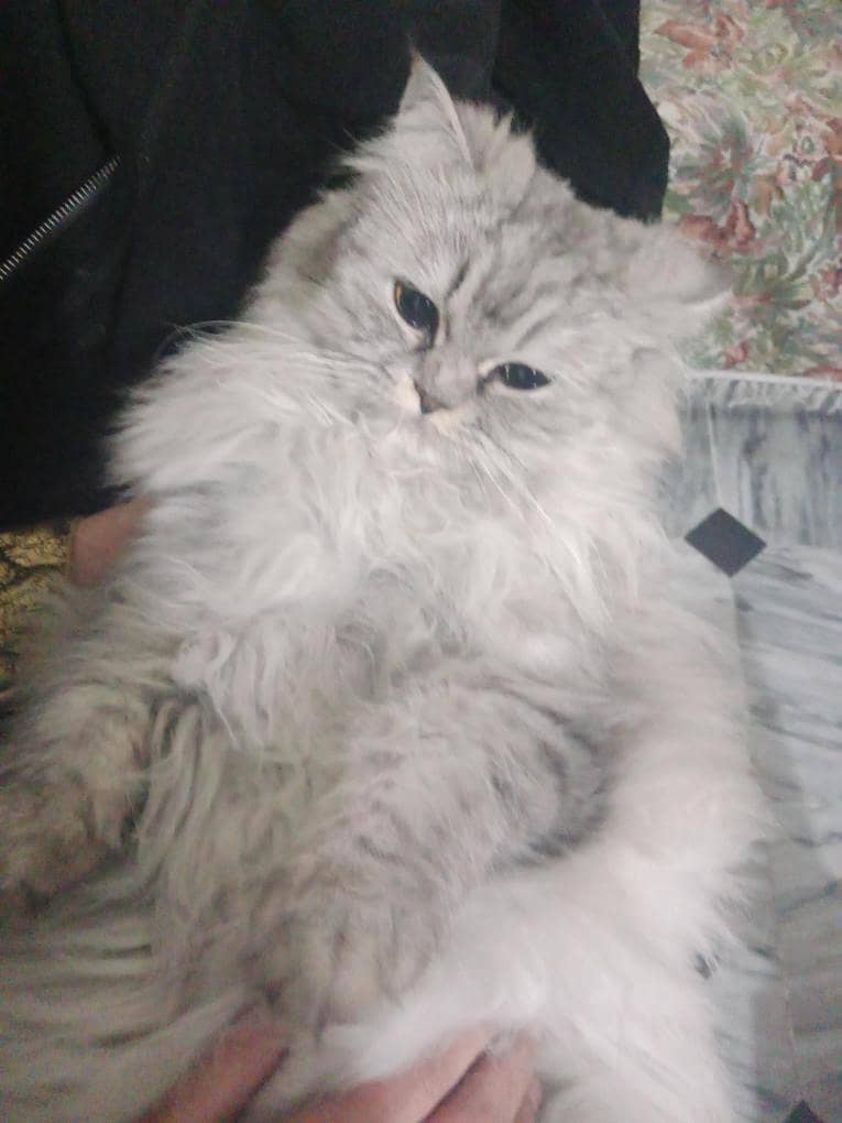 Missing cat 5000 1
