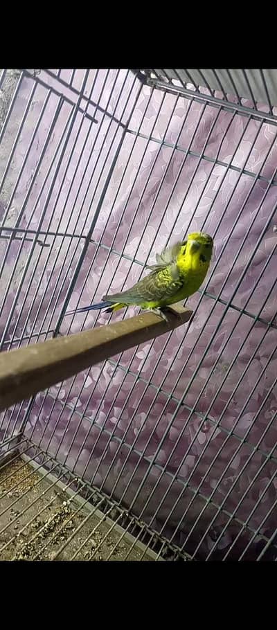 Blackwing hogo double flower female split blue