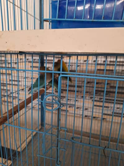 love birds