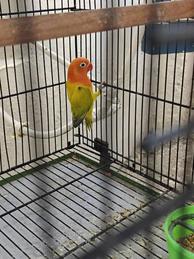 Lovebirds Healthy and Active