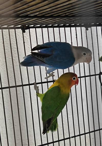 Lovebirds Pair