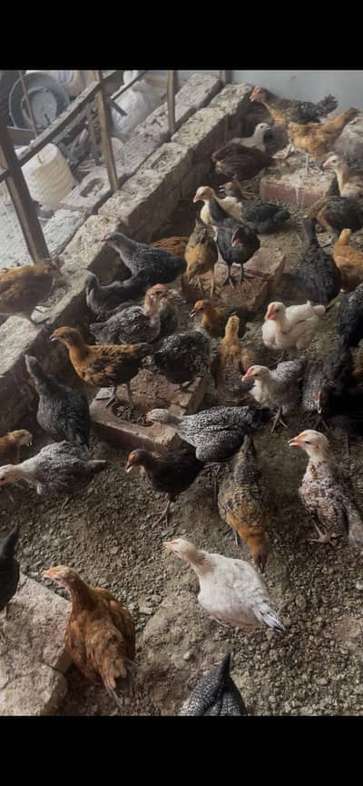 Dasi chick from
