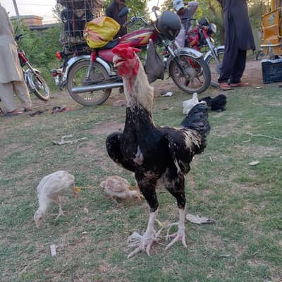 اصیل مرغی
