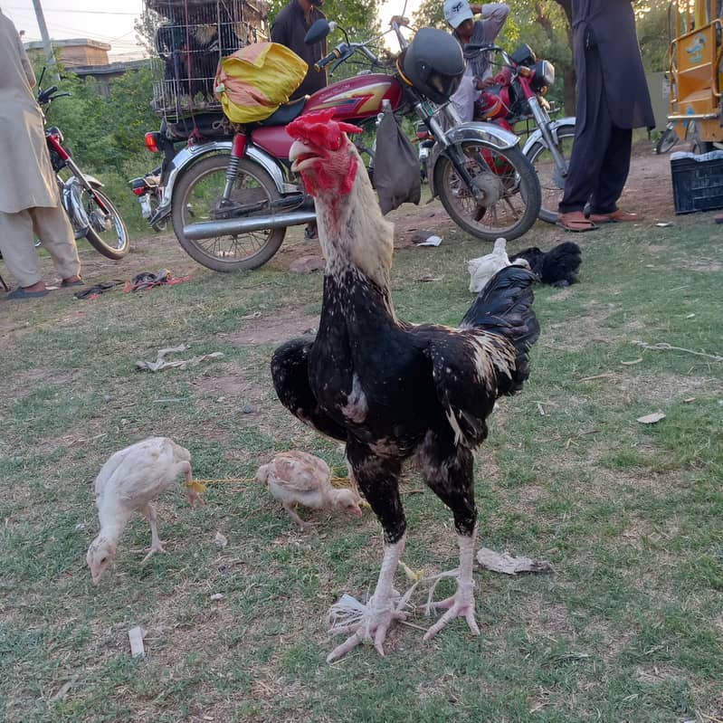 اصیل مرغی 0