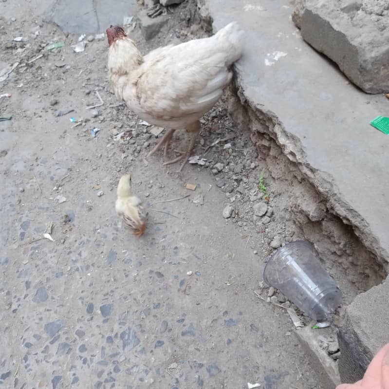 اصیل مرغی 4