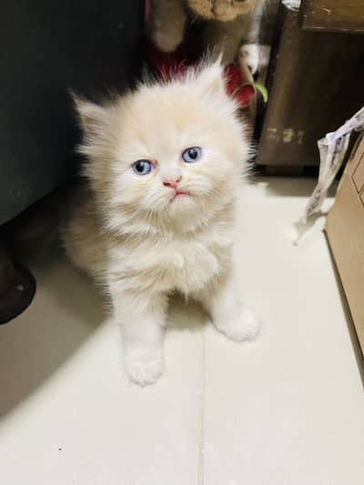 Pure breed Persian kittens