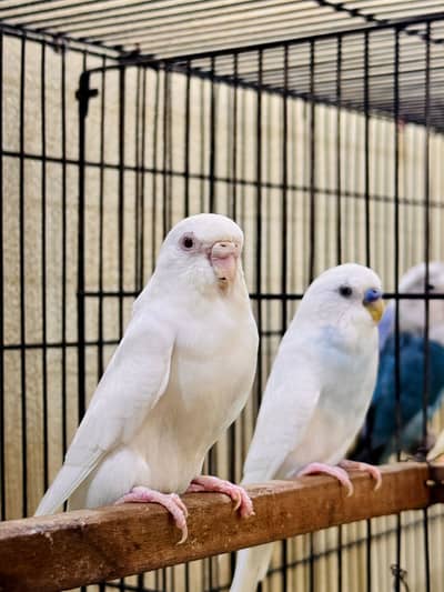 White Australian Pair