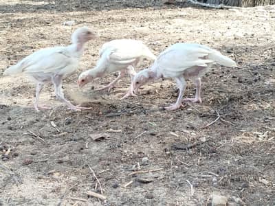 White Choze & Females hens For Sale – Healthy & Active Birds