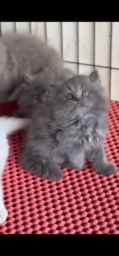 Quality Persian Punch face cat & kitten is03194866952Whatsapp