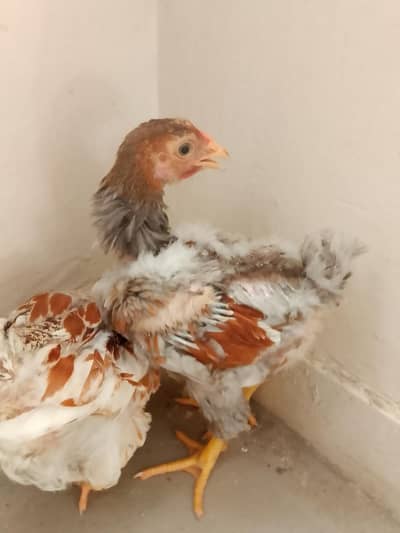 Wyandotte Pair (blue and splash]