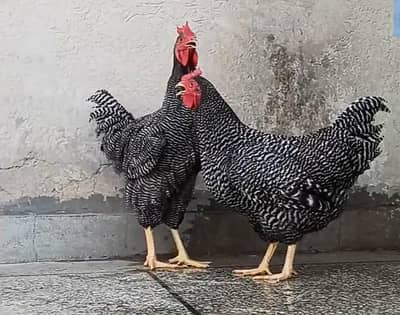 Plymouth Rock Pair for Sale  / Fancy Hens