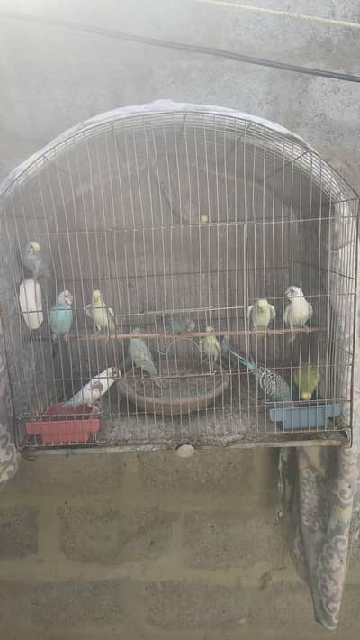 budgies patha