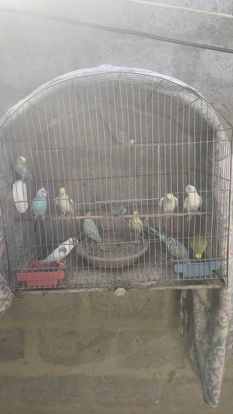 budgies patha 0