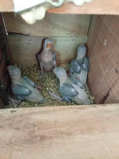 jumbo size ringneck chicks