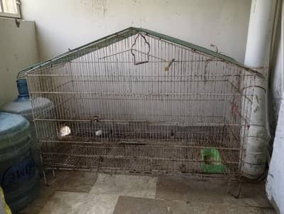 Cage colony size 3 x 2.5