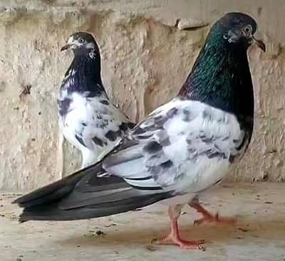 Teddi Golden pigeon