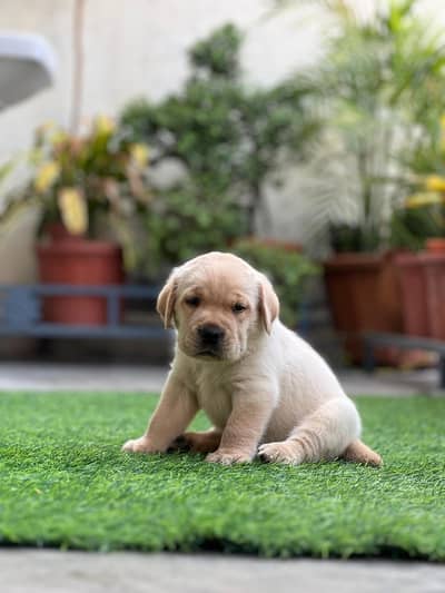 Labrador kcp pedigree puppies extraordinary quality
