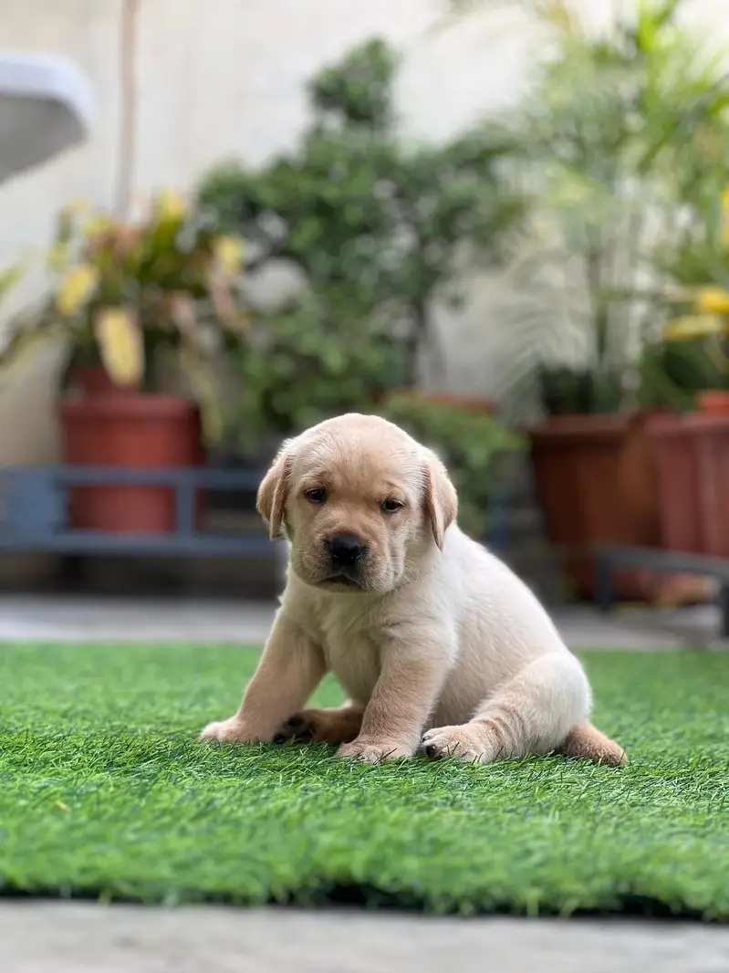 Labrador kcp pedigree puppies extraordinary quality — photo 2
