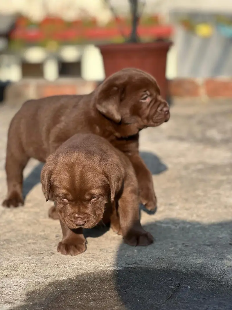 Labrador kcp pedigree puppies extraordinary quality — photo 3