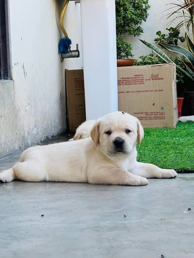 Labrador kcp pedigree puppies extraordinary quality