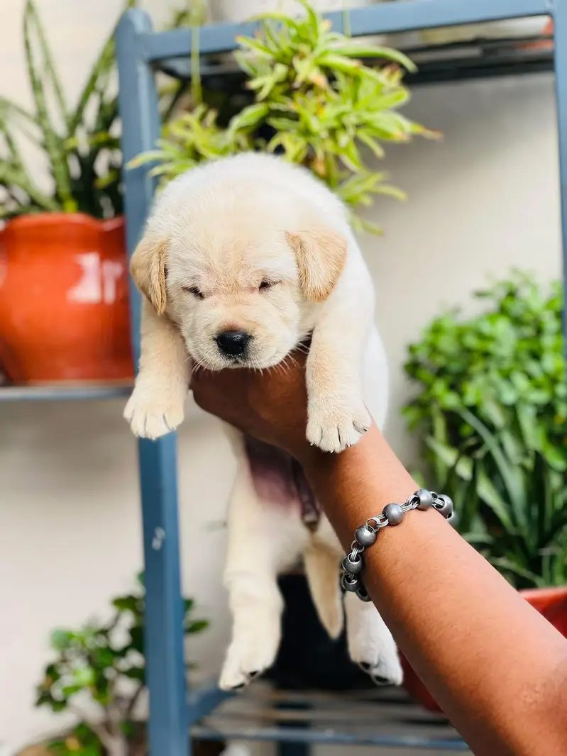 Labrador kcp pedigree puppies extraordinary quality — photo 4