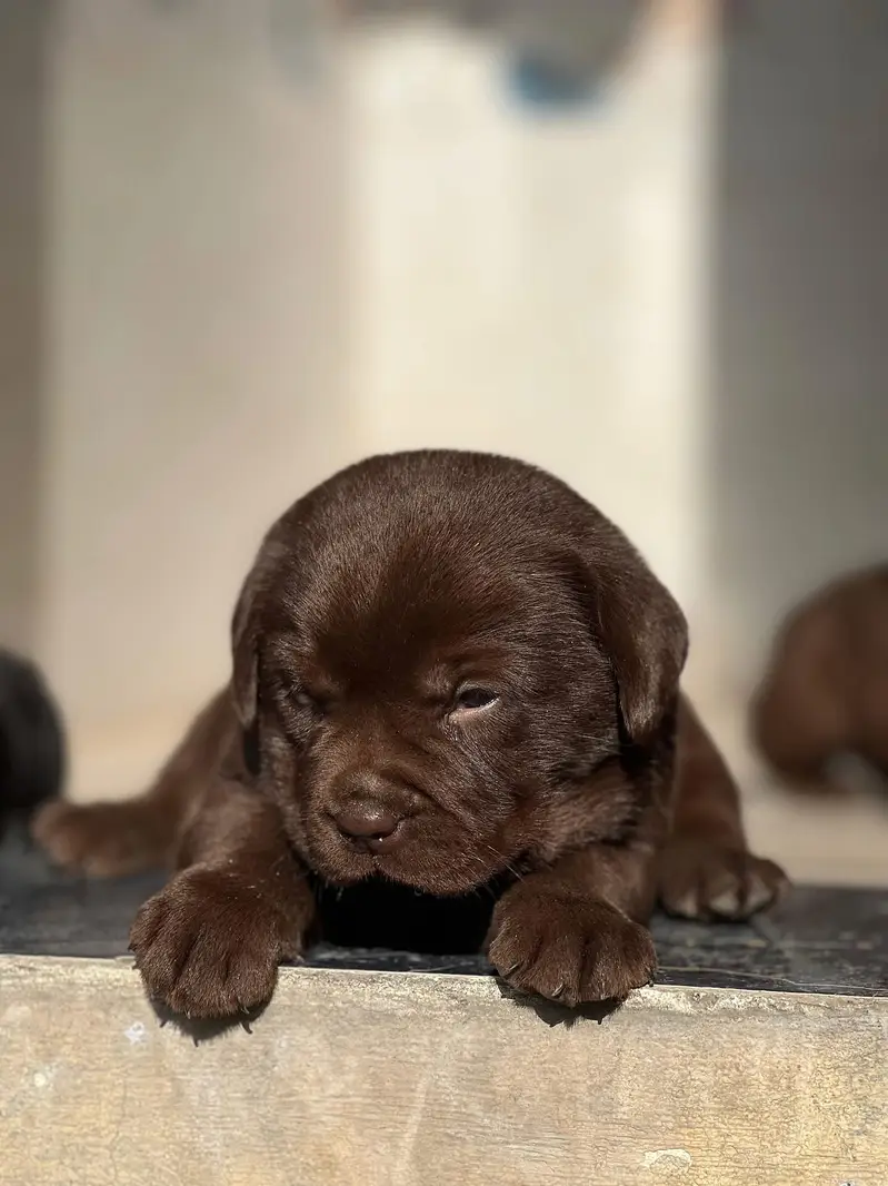 Labrador kcp pedigree puppies extraordinary quality — photo 5