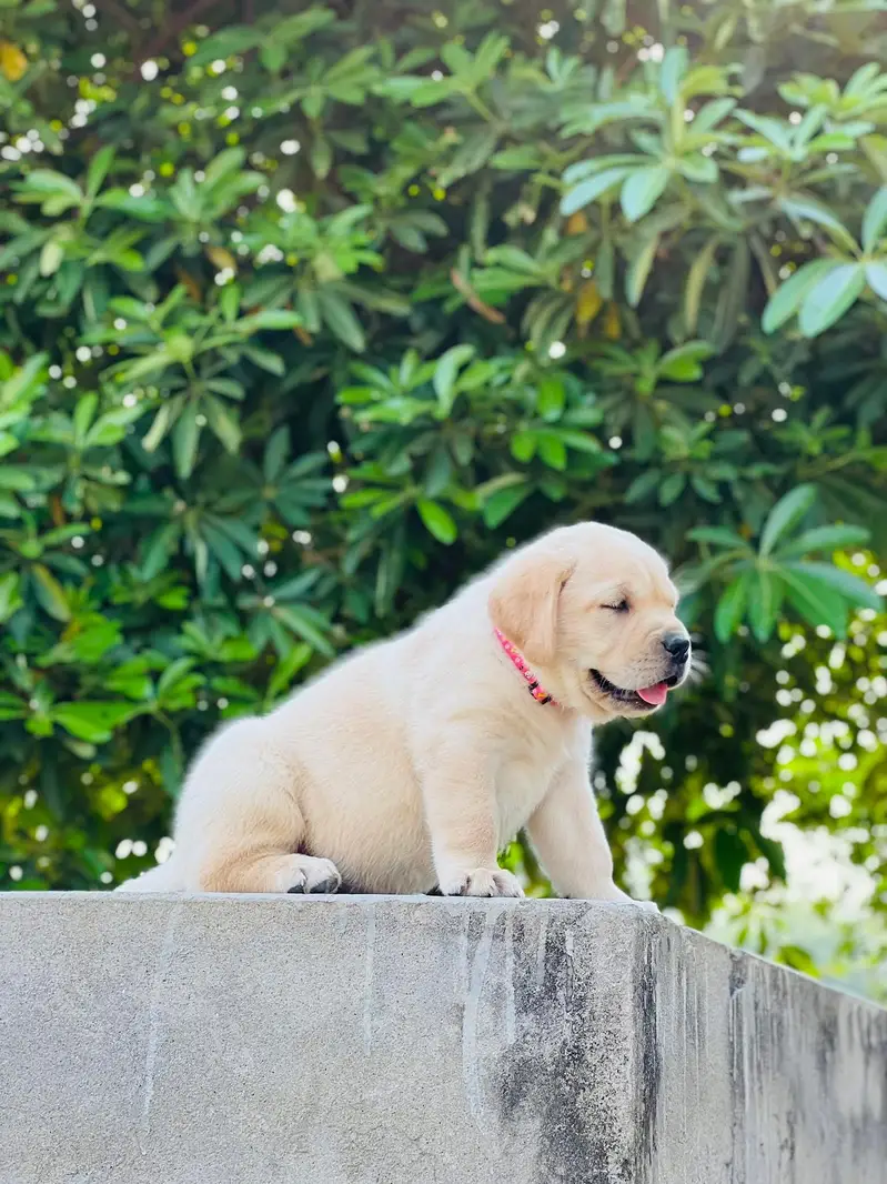 Labrador kcp pedigree puppies extraordinary quality — photo 6