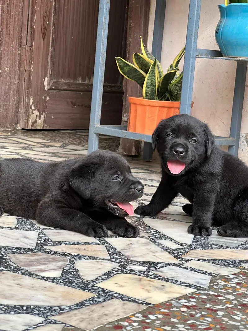 Labrador kcp pedigree puppies extraordinary quality — photo 7