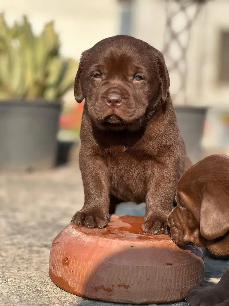 Labrador kcp pedigree puppies extraordinary quality — photo 8