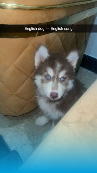 Husky triple coat