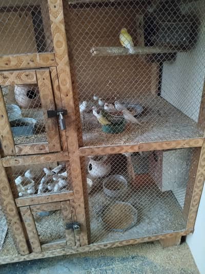 Zebra white finches