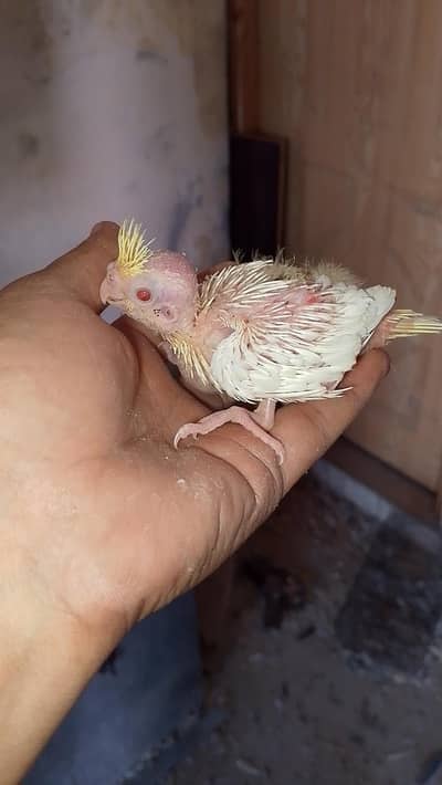 cocktail chicks for sale