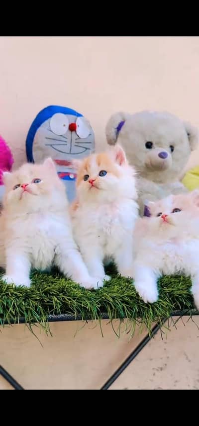 Quality Persian Punch face cat & kitten is03194866952Whatsapp