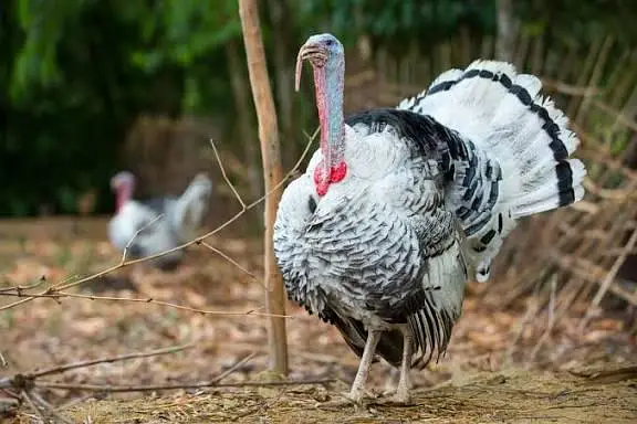Turkey breeder pair available