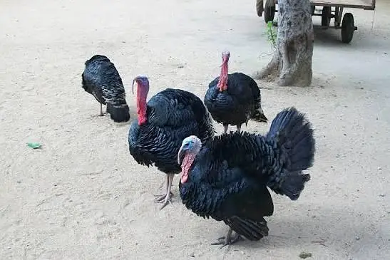 Turkey breeder pair available — photo 2
