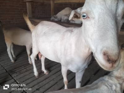 goats for sale