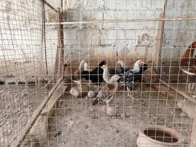 Bid cage 9 hens and 1 Aseel Cock