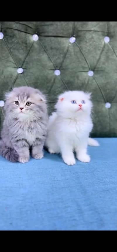 Quality Persian Punch face cat & kitten is03194866952Whatsapp
