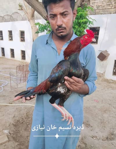 Rta Mushka Lahka Mianwali Aseel Kili taj