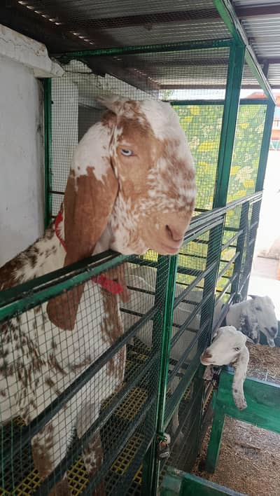Bakria goats for sell